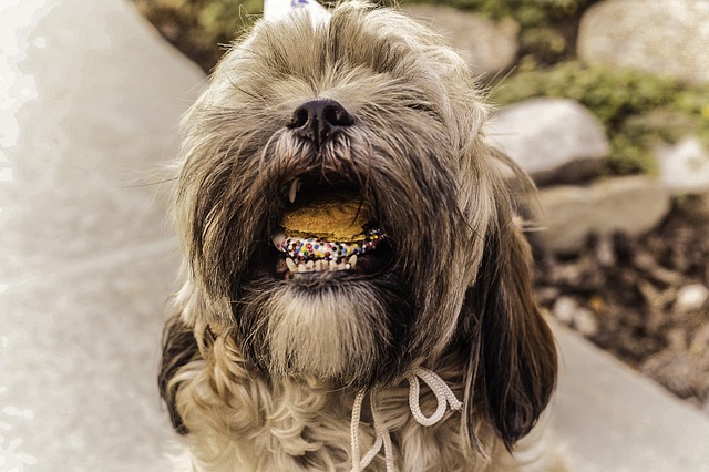 shihtzu s hračkou.jpg